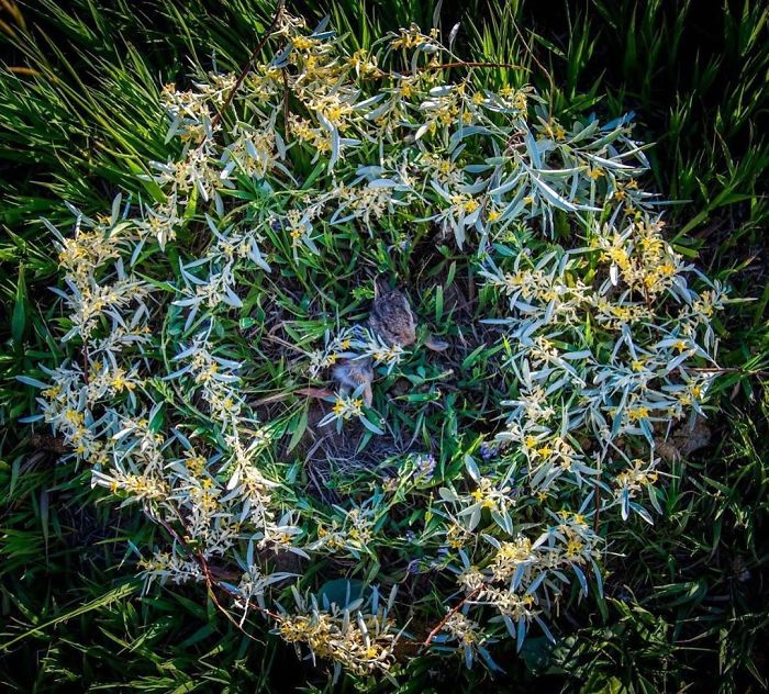 田鼠|每一只死去的动物都应有一个花环