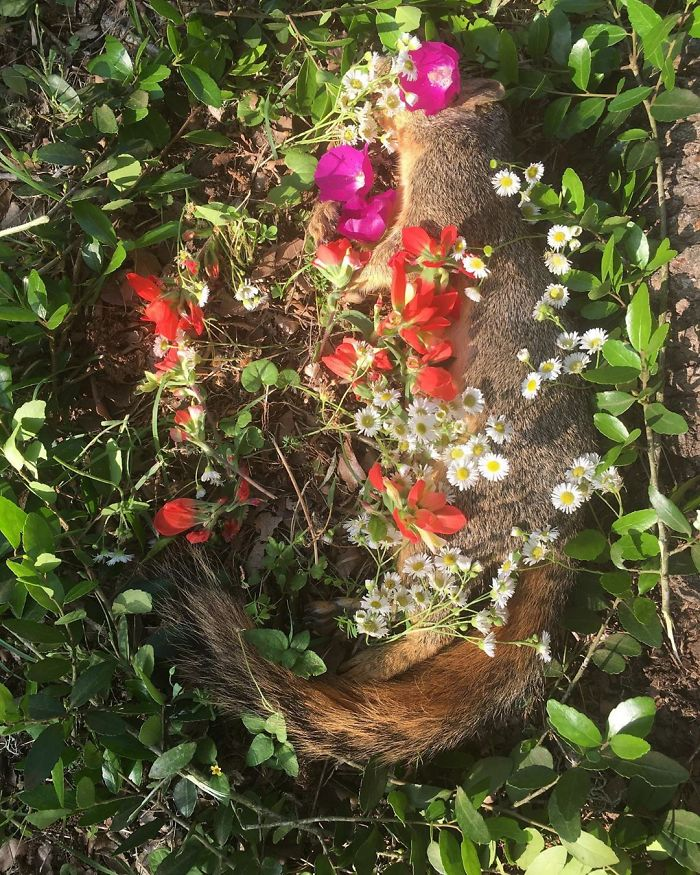 田鼠|每一只死去的动物都应有一个花环