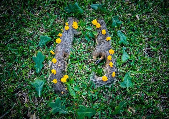 田鼠|每一只死去的动物都应有一个花环