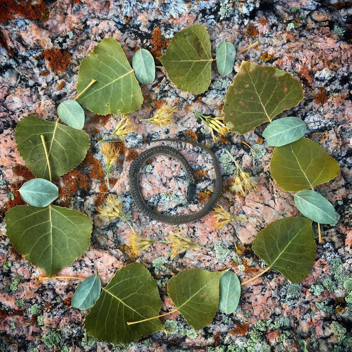 田鼠|每一只死去的动物都应有一个花环