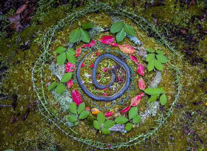 田鼠|每一只死去的动物都应有一个花环