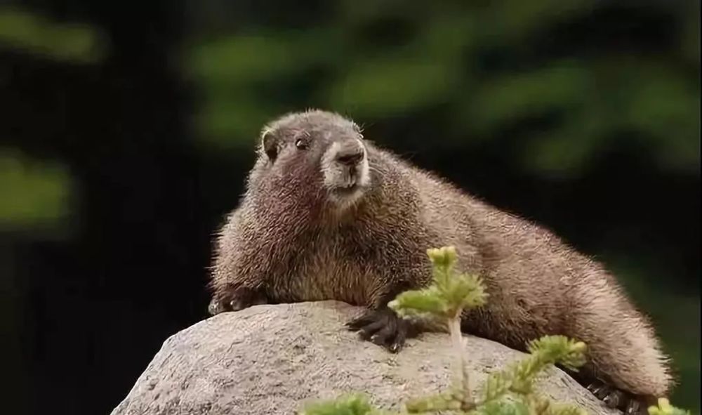 腺鼠疫|云南3岁儿童被诊断为疑似腺鼠疫病例！曾让上千万人死去的鼠疫，有多可怕？