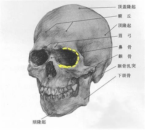 面部骨头名称图片图片