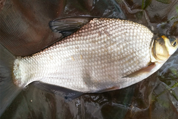 秋天钓鳊鱼,钓离底比钓底好,用这两种钓法,鳊鱼连竿上!