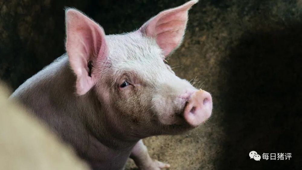 非洲猪瘟|猪瘟病来了，在猪场里面喷“醋”真的有用吗？看专业人士咋说