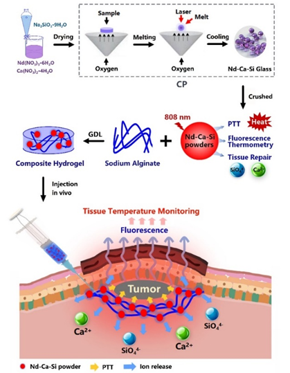 组织修复|“玻璃医疗兵”——用于肿瘤治疗及组织再生一体化的生物活性玻璃