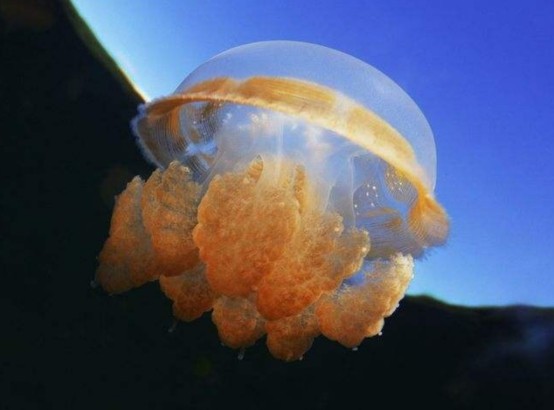 科学家|水母将成最受欢迎的海鲜，科学家也支持吃它，原因为何？