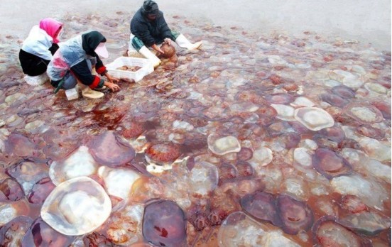 科学家|水母将成最受欢迎的海鲜，科学家也支持吃它，原因为何？