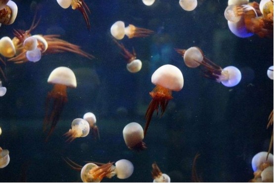 科学家|水母将成最受欢迎的海鲜，科学家也支持吃它，原因为何？