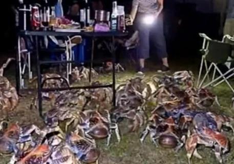 露天烧烤|男子露天烧烤，被50只巨型梭子蟹包围，却不能吃