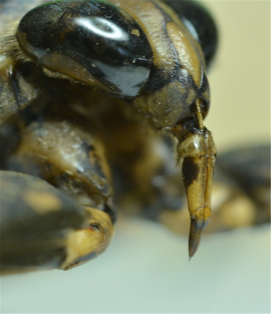 黑色外壳背后隐藏着田鳖的真正本质可怕的淡水捕食者