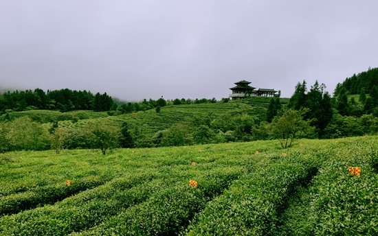 采茶摘掉贫帽|武隆区|张明文|重庆|白马山旅游度假区|重庆武隆|白马镇