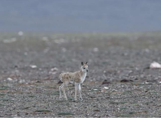沙尘暴|气候变化，藏羚羊的产房正遭遇危机