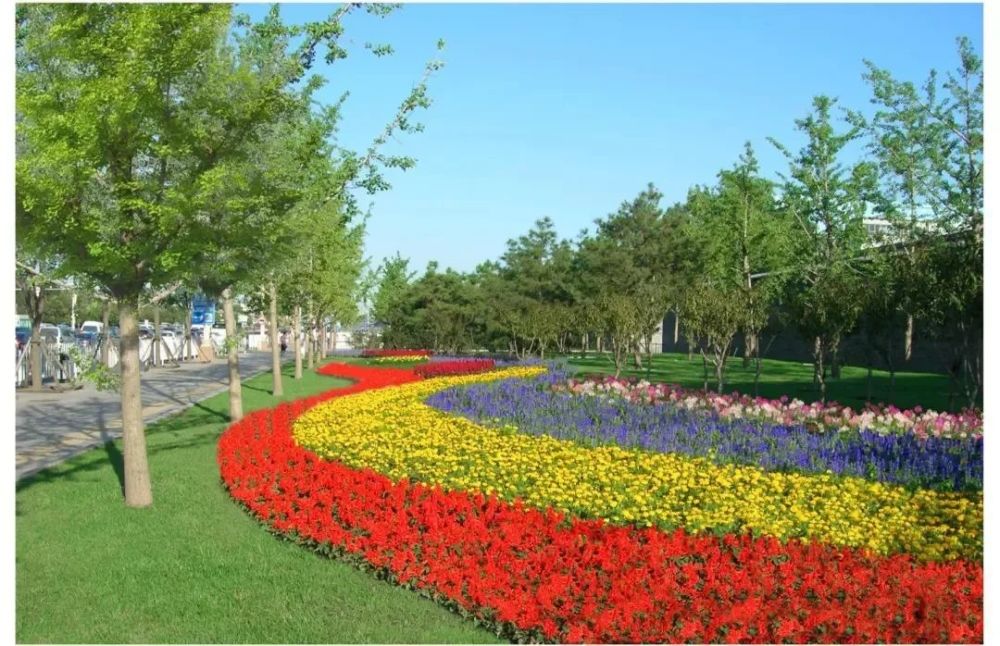 蓝花鼠尾草,它经常被误认为是薰衣草,其实人家是一串红的亲戚,又叫