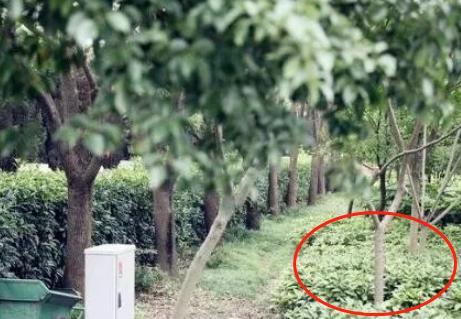 李连杰|李连杰上海豪宅罕曝光，闲置十年成“保安宿舍”，独家花园变菜棚