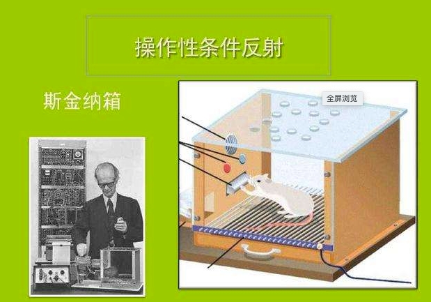 斯金纳箱子实验,科学家把小白鼠放入一个箱子内,然后在箱子里放上一个