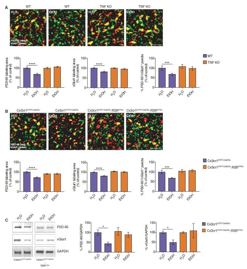 酒精|“一醉”不仅不能“解千愁”，反而让你更焦虑