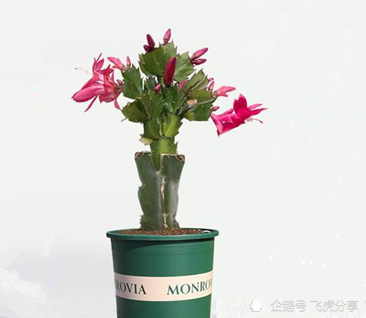 嫁接蟹爪兰长成大树太漂亮,手把手教给你,新手也养得好