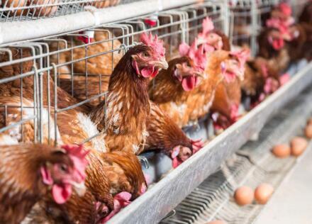 炸群|鸡逢产蛋期，喂养有8忌！你都知道吗？