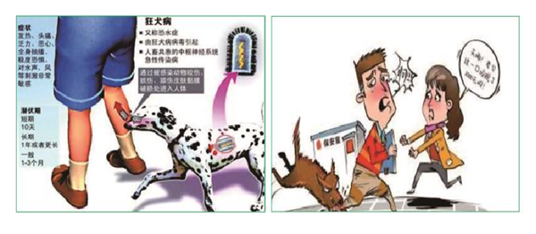 終結狂犬病:協作,接種免疫