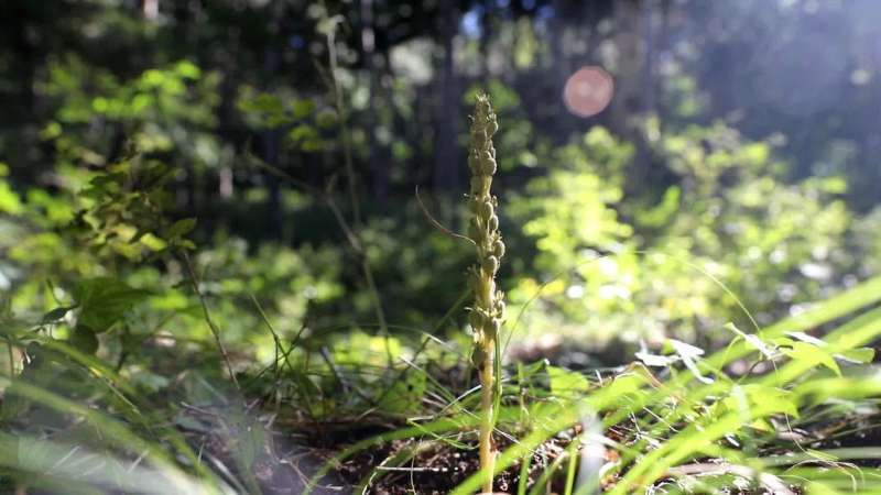 北京市园林绿化局|“北京无喙兰”首次在密云区被发现，近年这些罕见物种也相继现身