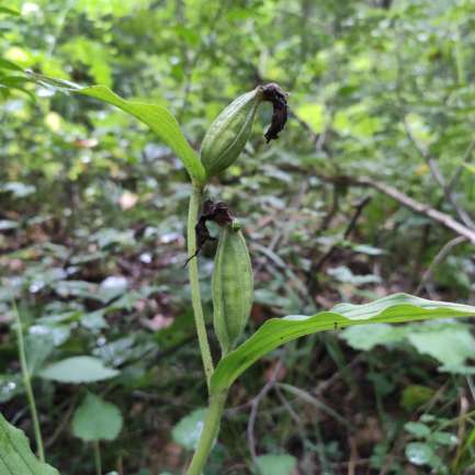 北京市园林绿化局|“北京无喙兰”首次在密云区被发现，近年这些罕见物种也相继现身