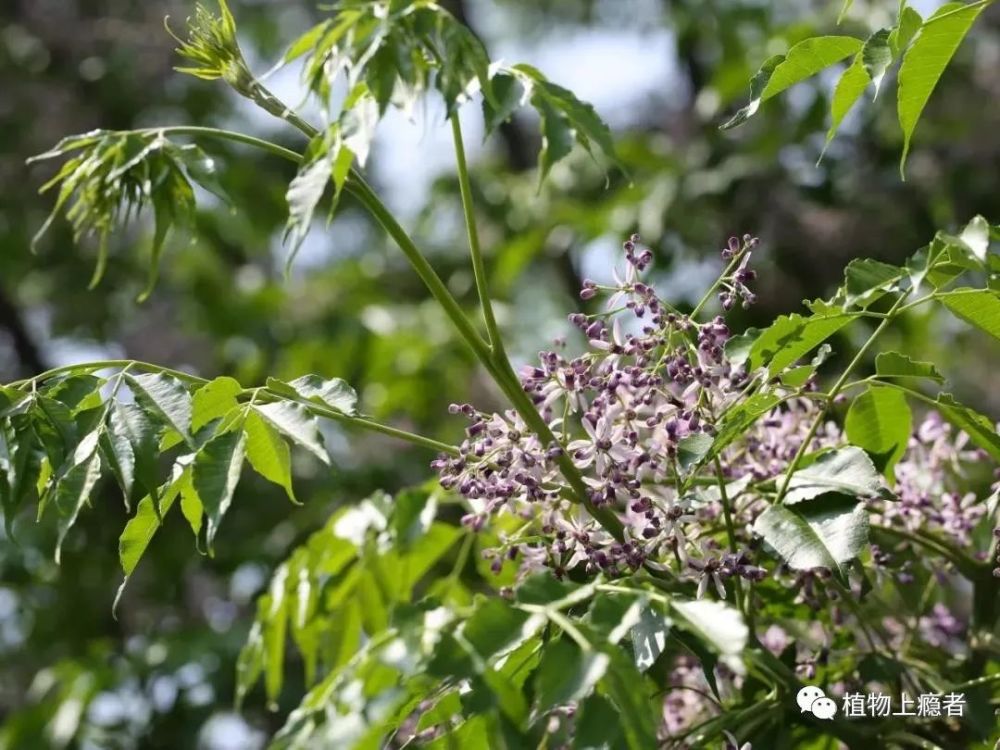 哲学|壹木读书会线上分享：一叶何以知秋？