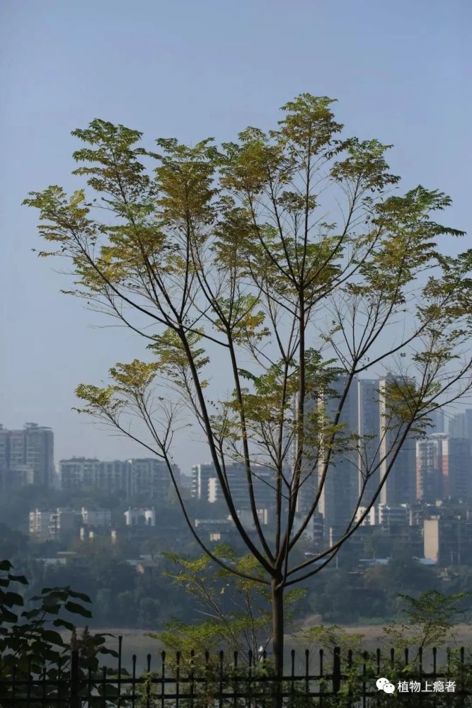 哲学|壹木读书会线上分享：一叶何以知秋？