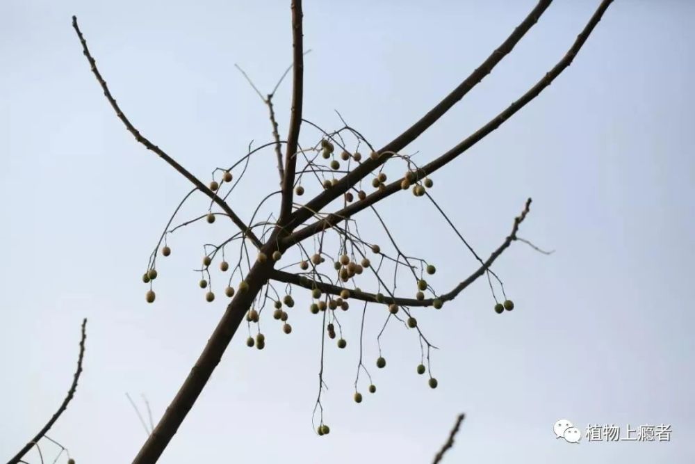 哲学|壹木读书会线上分享：一叶何以知秋？