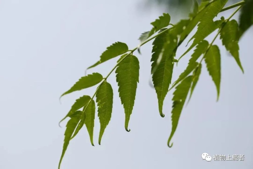 哲学|壹木读书会线上分享：一叶何以知秋？