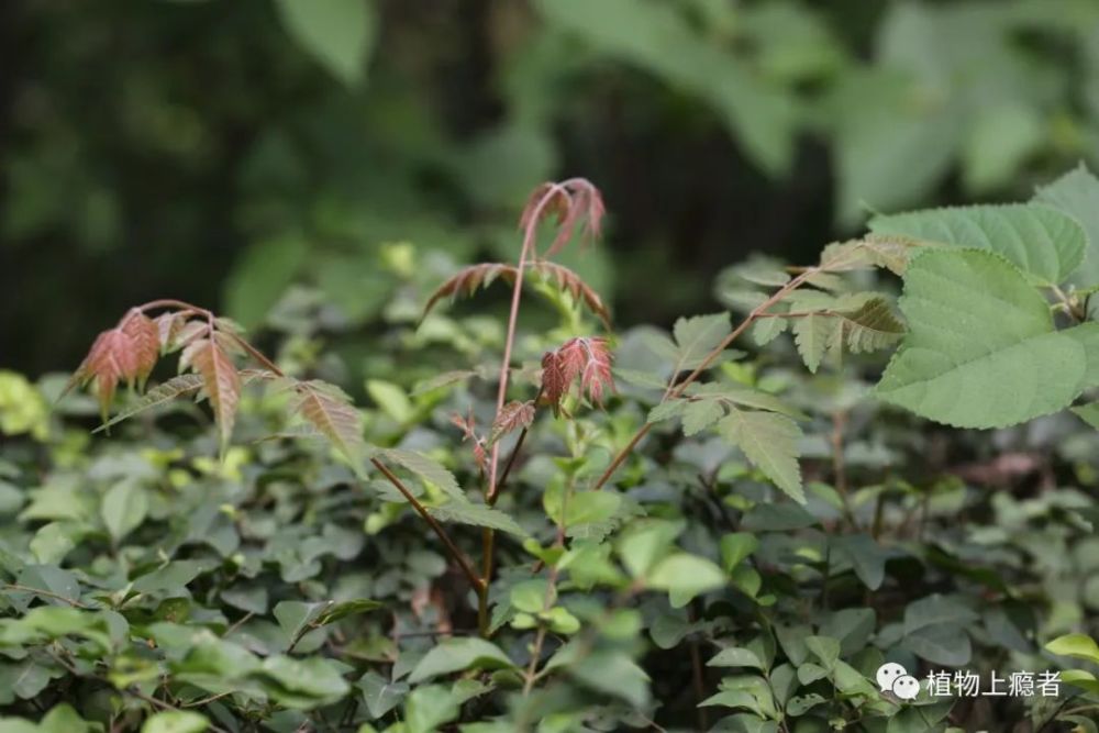 哲学|壹木读书会线上分享：一叶何以知秋？