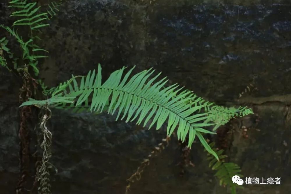 哲学|壹木读书会线上分享：一叶何以知秋？