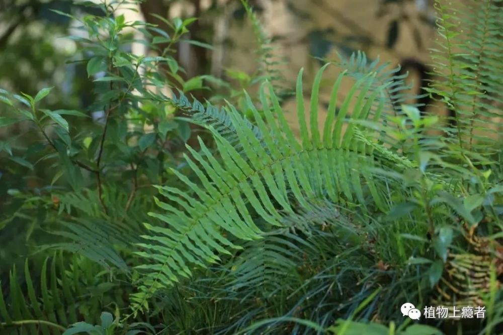 哲学|壹木读书会线上分享：一叶何以知秋？