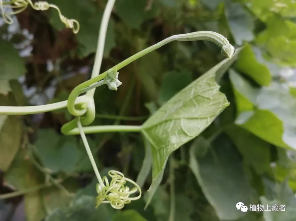 哲学|壹木读书会线上分享：一叶何以知秋？