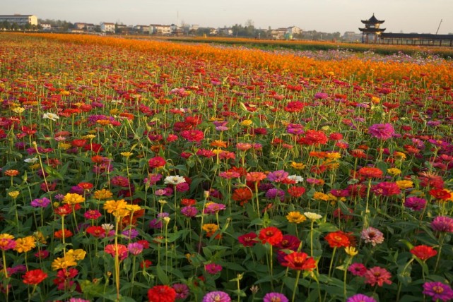 常德枫林花海喜迎"双节" 烟花秀和电音节等你来打卡