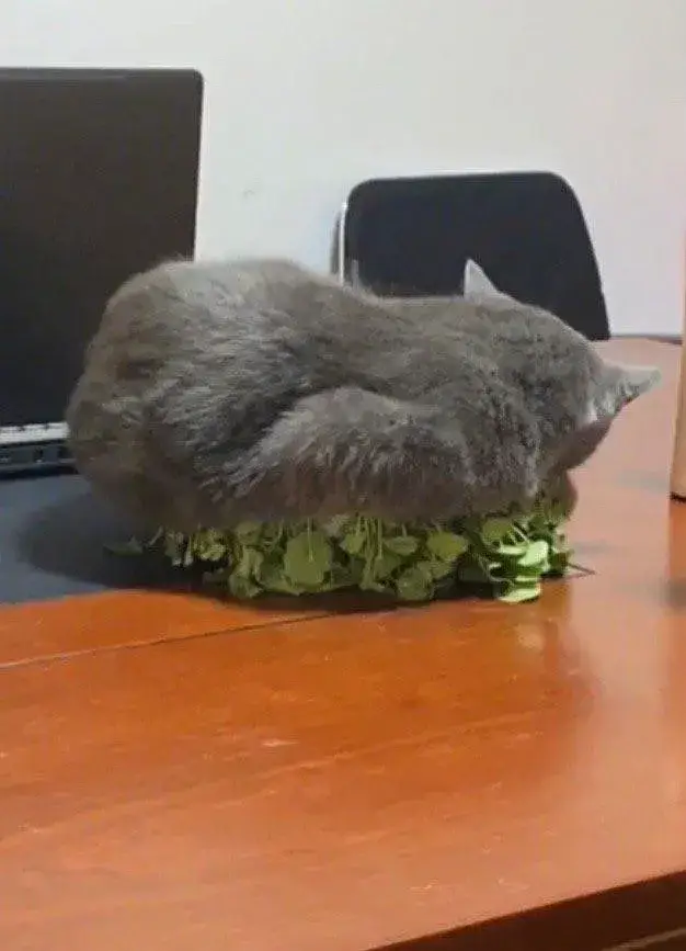 铲屎官|养了很久的花一夜之间全凉了，调取监控后很难受：我心态崩了呀