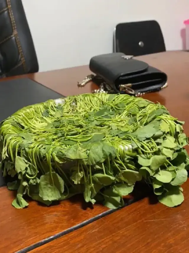 铲屎官|养了很久的花一夜之间全凉了，调取监控后很难受：我心态崩了呀