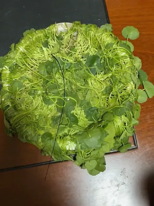 铲屎官|养了很久的花一夜之间全凉了，调取监控后很难受：我心态崩了呀