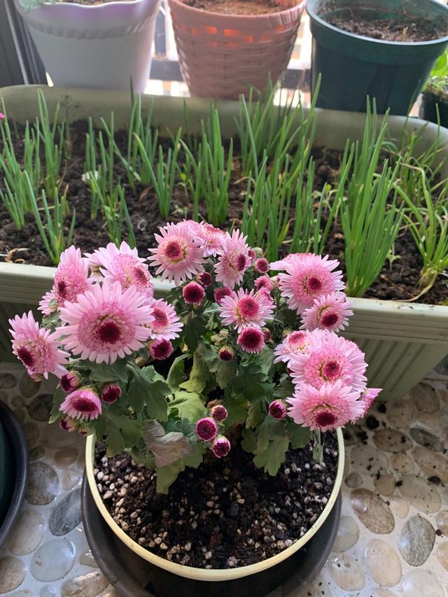 女王菊"草莓心",优秀的盆栽品种,花色超美,花期长,养护简单