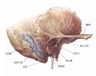 茎乳突孔体表定位图图片