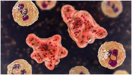 美国广播公司|可怕……美国再现“食脑虫”，得州十余地区提醒居民：“不要用水”！