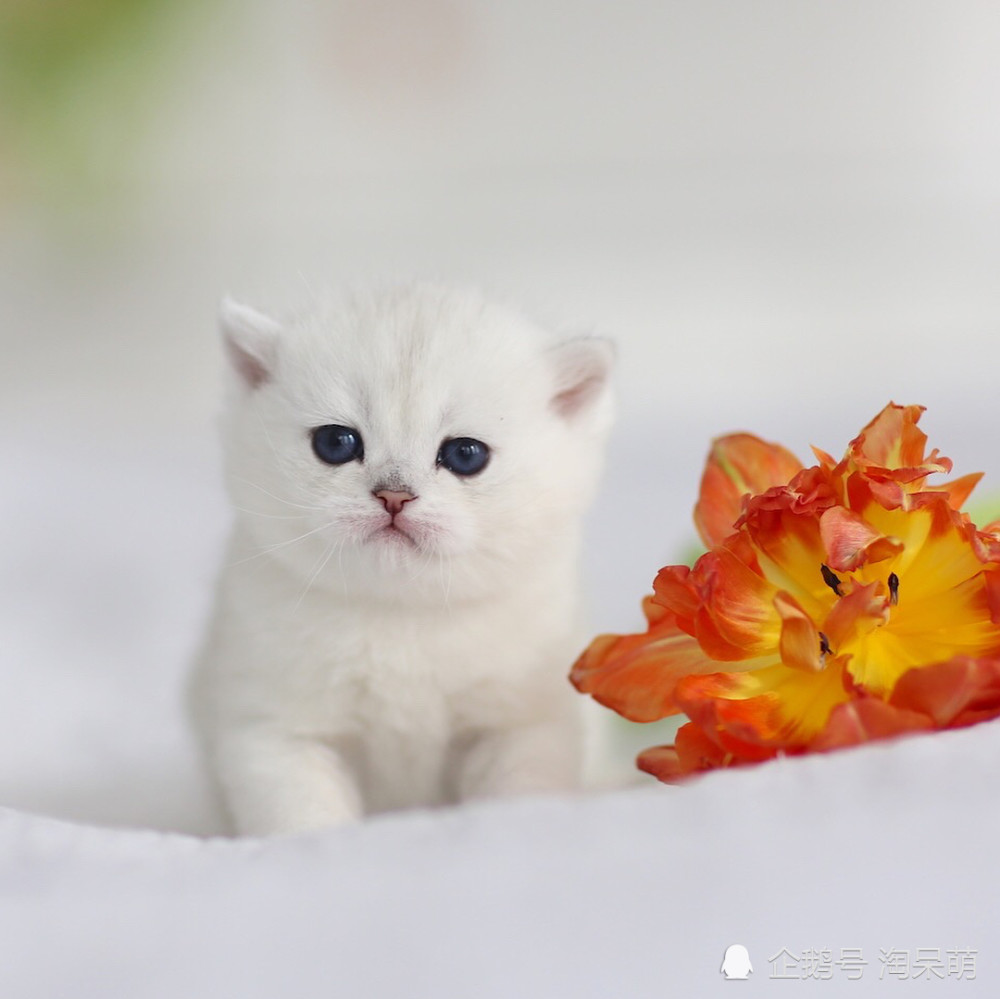 小奶猫真是软软的小可爱