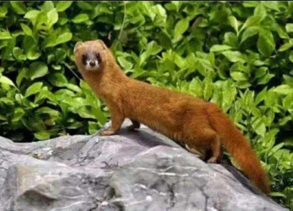 黄鼠狼|民间故事：黄鼠狼偷“鸡”