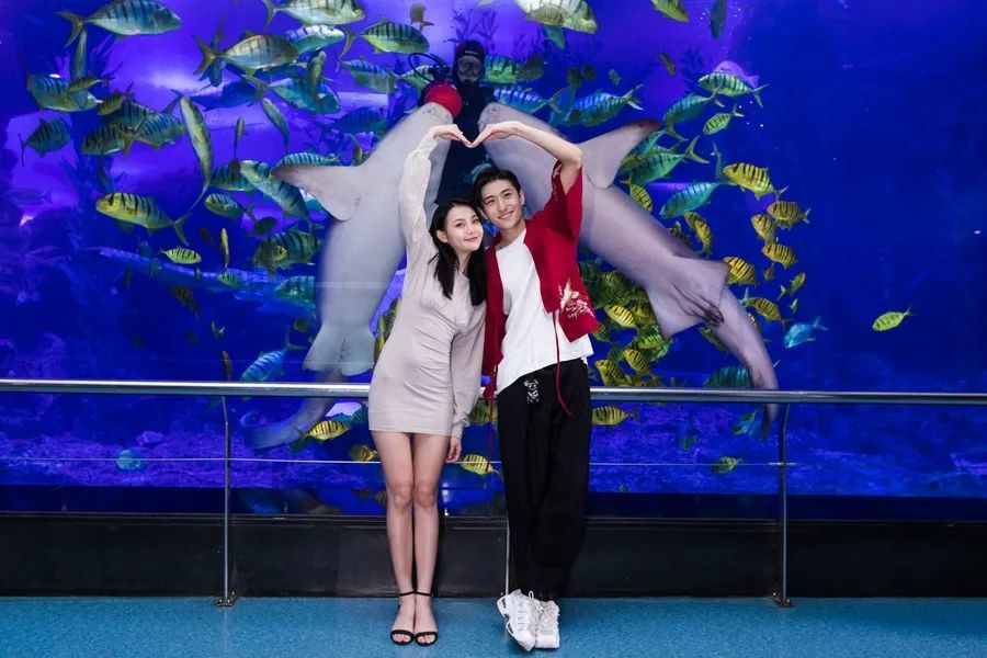 触手可及的海洋动物沙虎鲨,护士鲨,豹纹鲨……它们冲过来了,快跑!