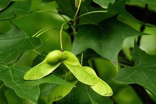 现代研究表明萃枫苷中所含成分是人体大脑唯一能促进受损神经组织修复