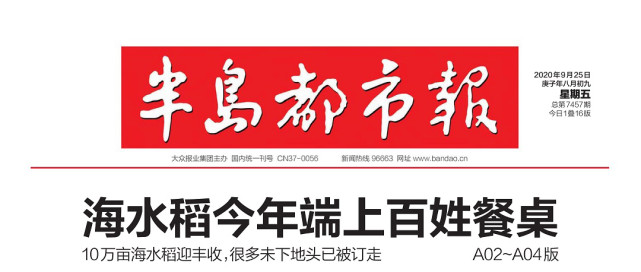 超500公斤▲十万亩海水稻种植基地海水稻潍坊基地位于寒亭区高里街道