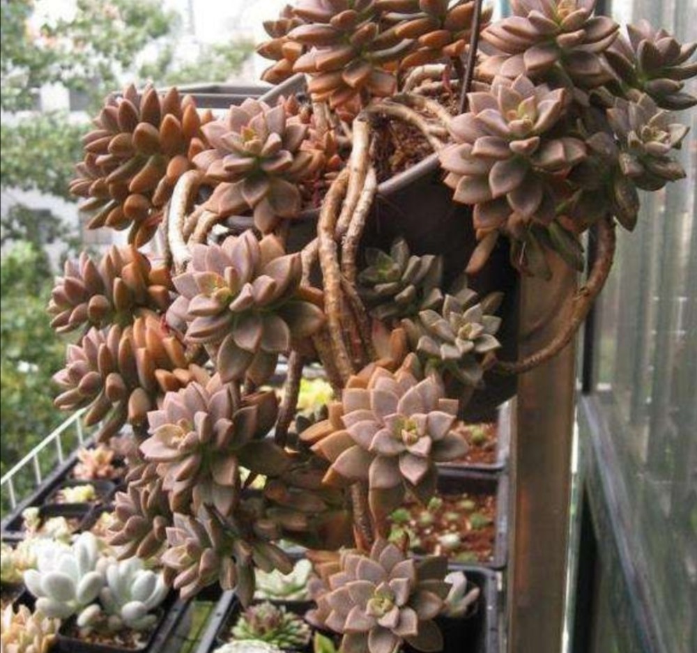 第五,合理的光照多肉姬胧月喜阳光,在不同的季节也