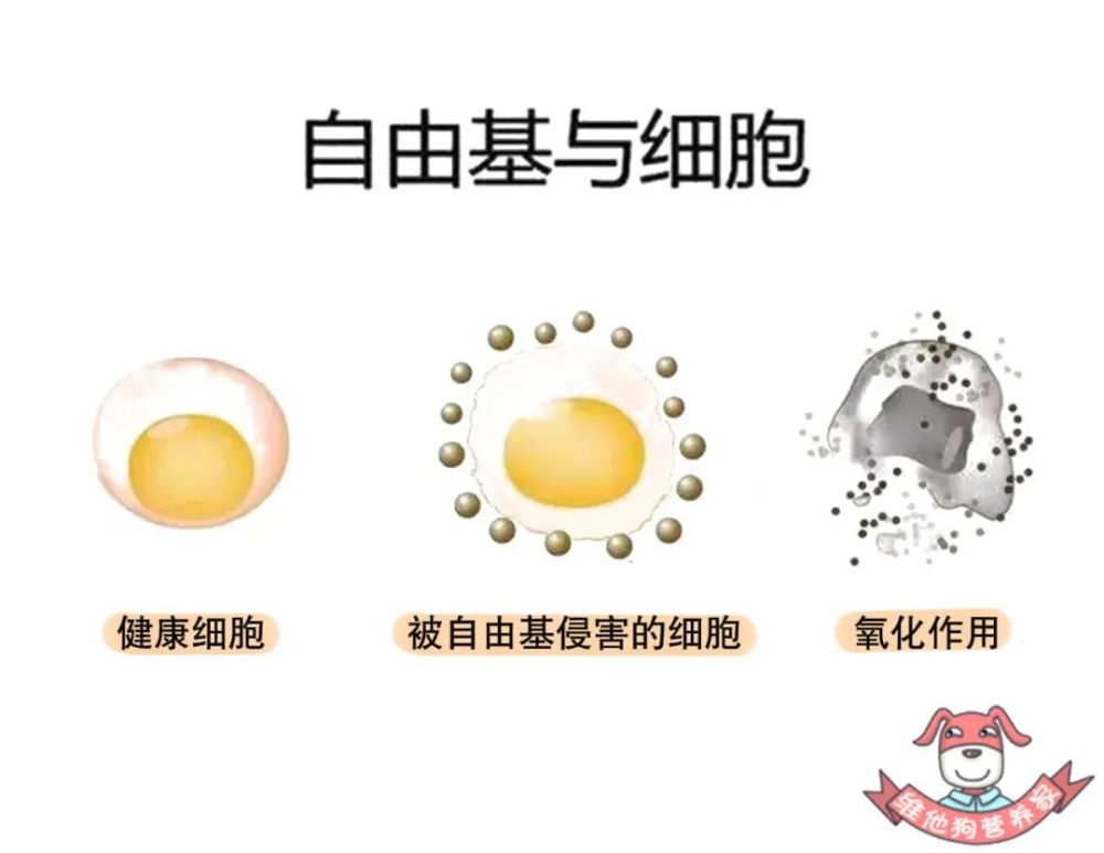 抗衰老|抗糖化真的能抗衰老吗？还是商家玩出的新套路？