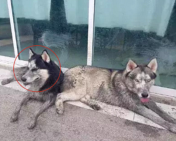 狗狗|两只哈士奇出门，玩到全身都是泥巴回家：没事，就是太废车了