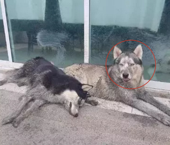 狗狗|两只哈士奇出门，玩到全身都是泥巴回家：没事，就是太废车了